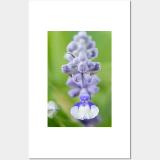 Salvia farinacea  &#39;Fairy Queen&#39;  Sage Posters and Art